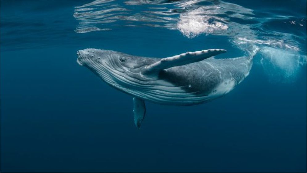 iNews Lephalale - Wonder Wednesday - Why do Whales need to come up to